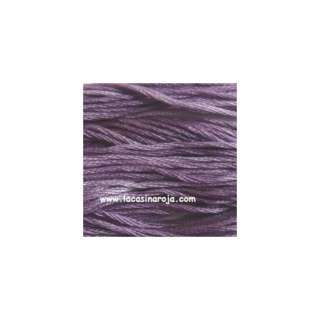 Purple Aster - CC070