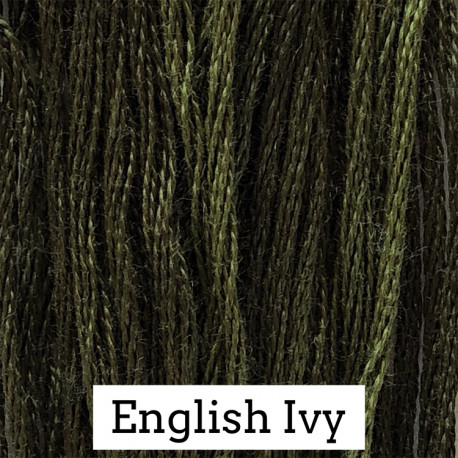 English Ivy - CC 179